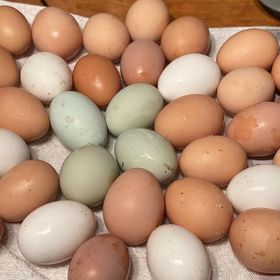 Fresh eggs daily 