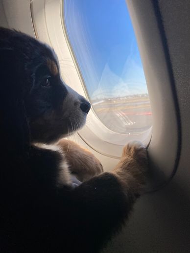 Bernese Mountain Dog from Sunny Chestnut Farm going home to Boston.