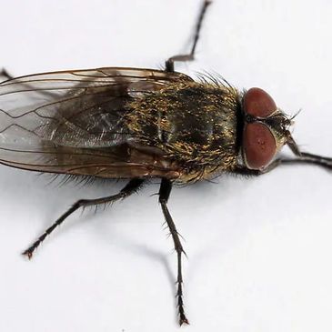 cluster fly pest control