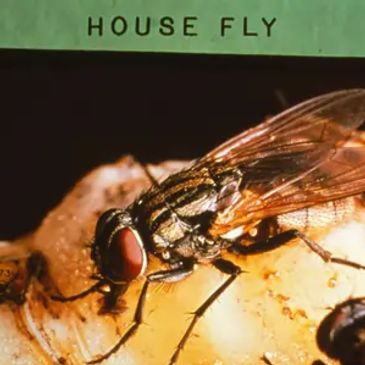 house fly pest control