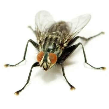 lesser house fly pest control