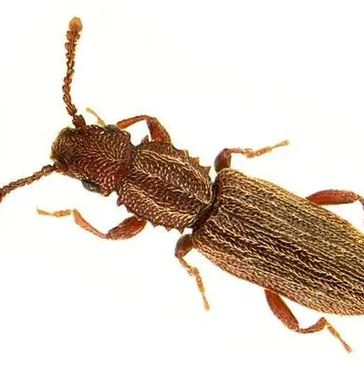 sawtooth grain beetle pest control