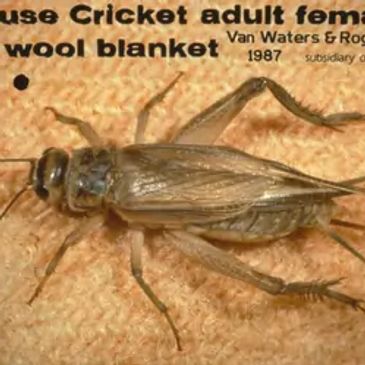 house cricket pest control