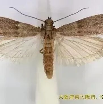 Angoumois Moth pest control