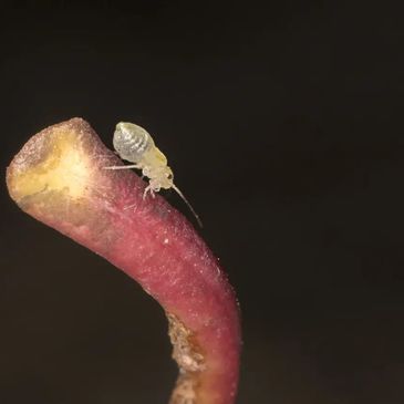 bird louse pest control