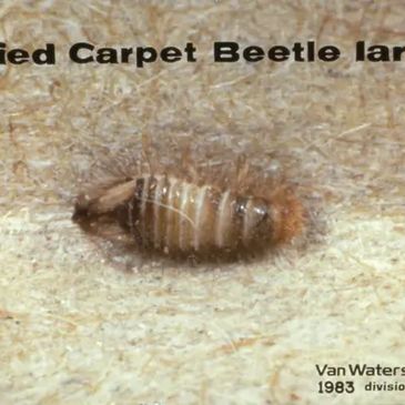 carpet beetle larva