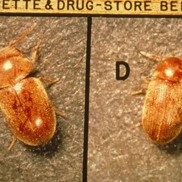 drugstore beetle pest control