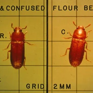 red flour beetle pest control