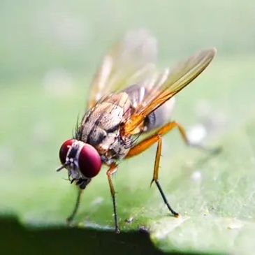 fruit fly pest control