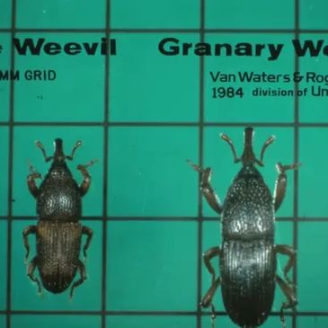rice weevil pest control