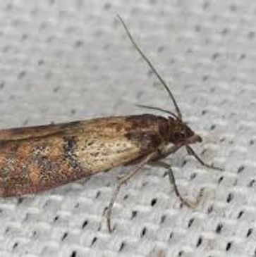 indian meal moth pest control