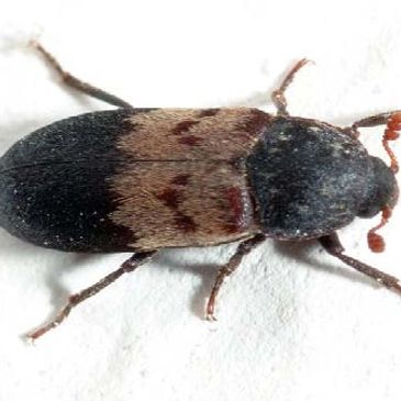 larder beetle pest control