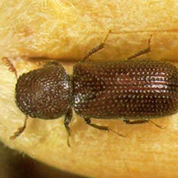 grain beetle pest control