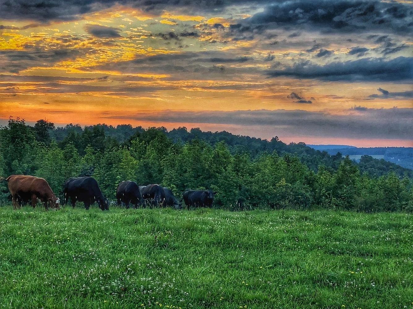 Angus Beef Cattle in NY
