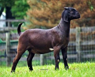 Boer Goat Doe