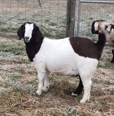 Boer Goat Doe