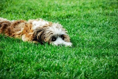 pooper scooper dog poop dog poop removal pet waste removal Pet waste station dog poop bags