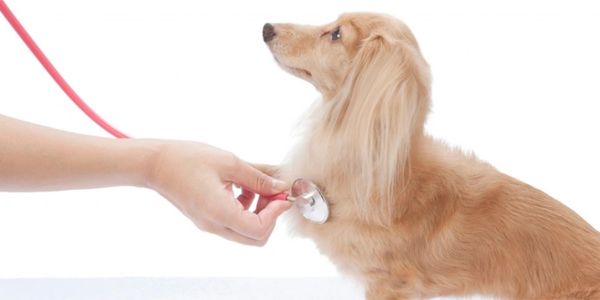 pooper scooper dog poop dog poop removal pet waste removal Pet waste station dog poop bags
