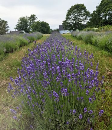 Our sunny southeast facing slope
