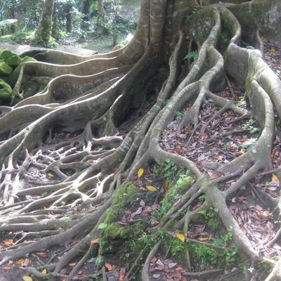 Roots of a tree on a forest floor