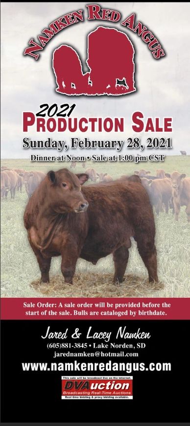 Red Angus Cattle
