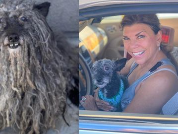 Recieved a call from Kristi. She caught a dog she'd been tracking for awhile.  They came over to get