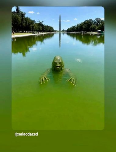 A green monster in the newly repainted Reflecting Pool In Wasshington DC.-Instragrm.