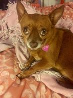 Cute litte Sooki who got bit  by a dog off leash near the freeway. AND that mfer didn't help us.