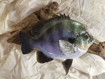 large bluegill fish taxidermy