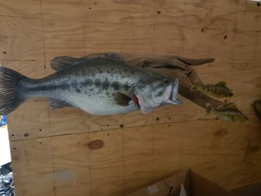 large mouth bass fish taxidemy