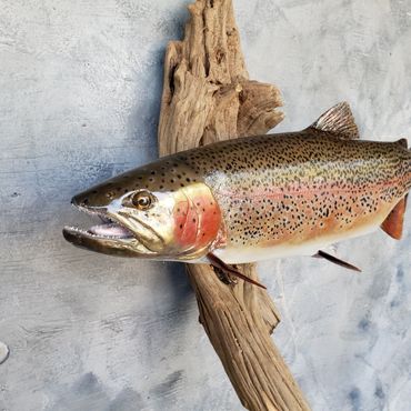 male rainbow fish cutbow