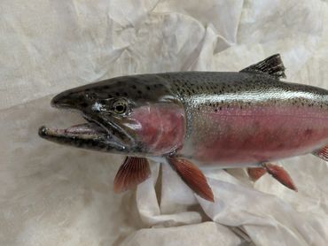 male rainbow trout fish taxidermy