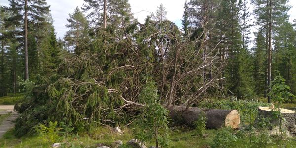Stort tre er saget ned nøyaktig