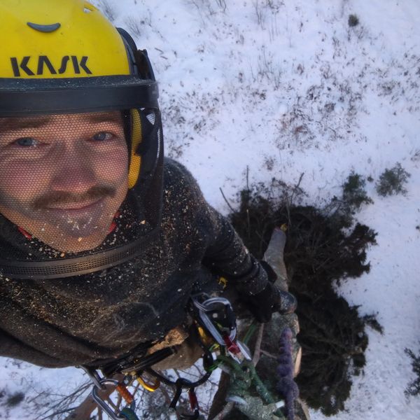 Trefeller har klatret til toppen av et tre