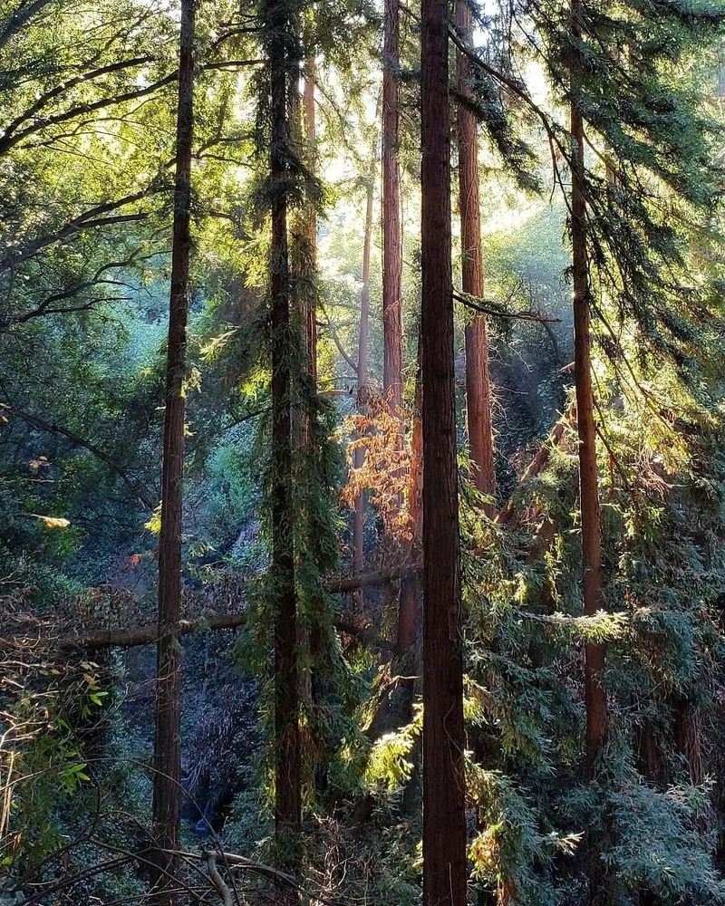 Sunshine on tree tops on the Palos Colorados trail. Joaquin Miller Park - Ohlone Land (aka Oakland)