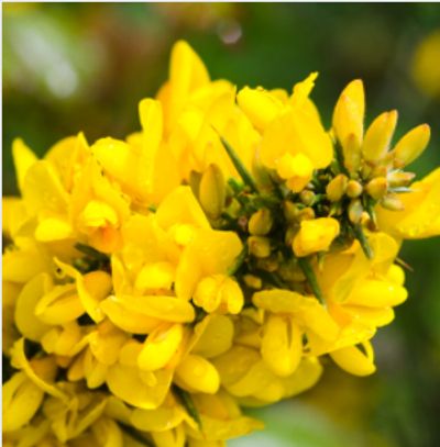 Gorse Flowers