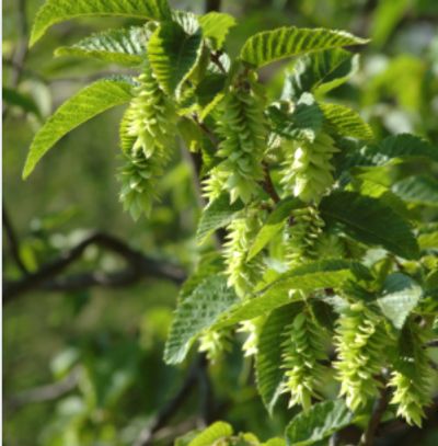 Hornbeam Tree with buds