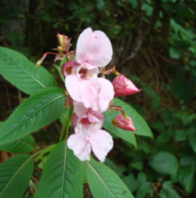 Impatiens Flowers