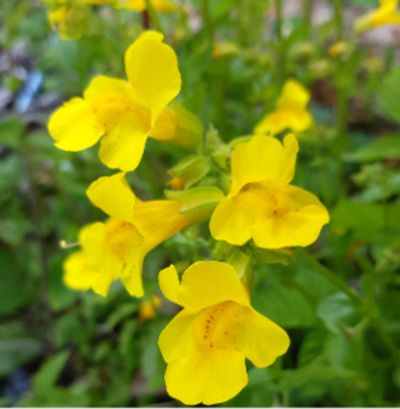 Mimulus Flowers