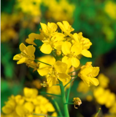 Mustard Flowers
