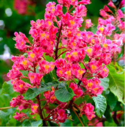 Red Chestnut Flowers