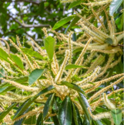 Sweet Chestnut Tree Buds