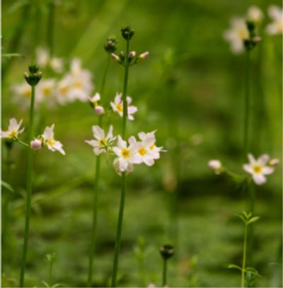 Water Violet Flowers
