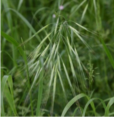 Wild Oat with buds