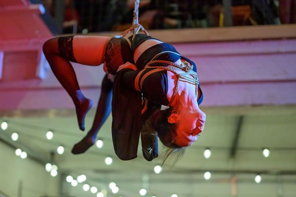 A woman suspended upside down in ropes, performing aerial bondage.