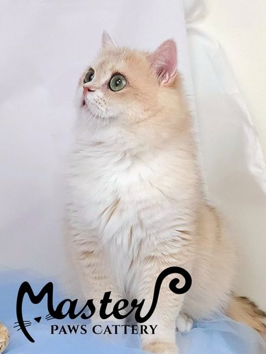 藍金漸層,藍金漸層應短,藍金漸層英國短毛貓,焦糖藍金漸層