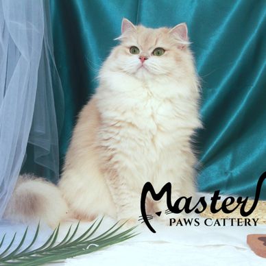 藍金漸層英國長毛貓,藍金英長,焦糖藍金英長,焦糖藍金漸層英國長毛貓,健康貓咪,合法貓舍種貓,藍金漸層12色,ay12