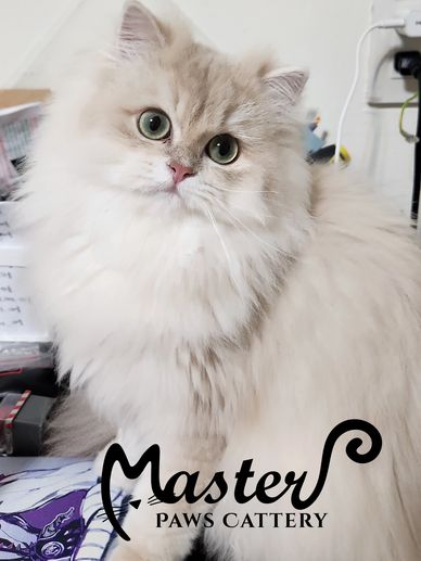 紫金漸層,紫金漸層英長,英國長毛貓