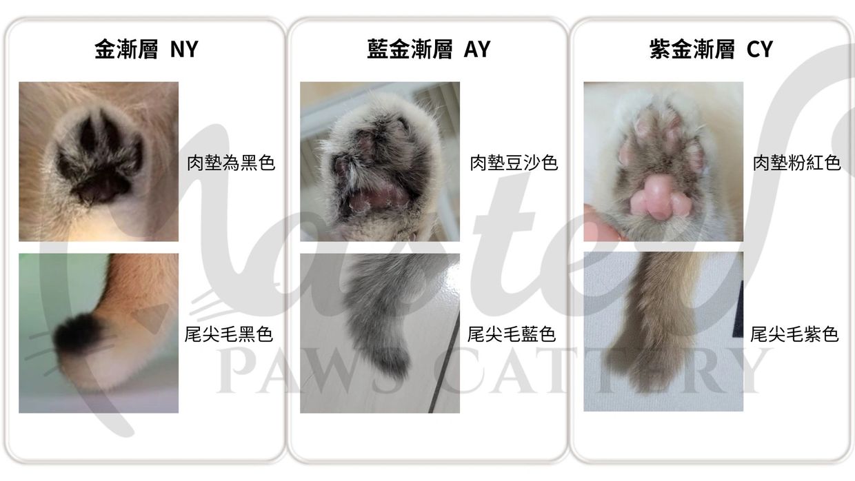 金漸層藍金漸層紫金漸層差異