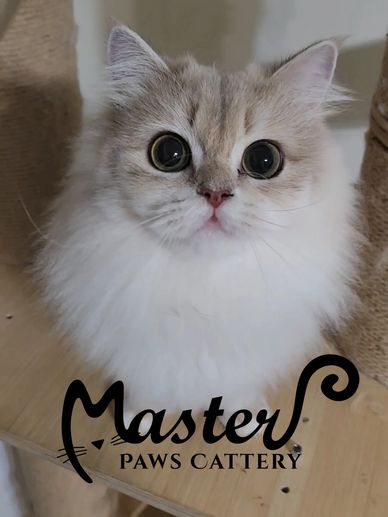 藍金漸層,藍金漸層英長,英國長毛貓